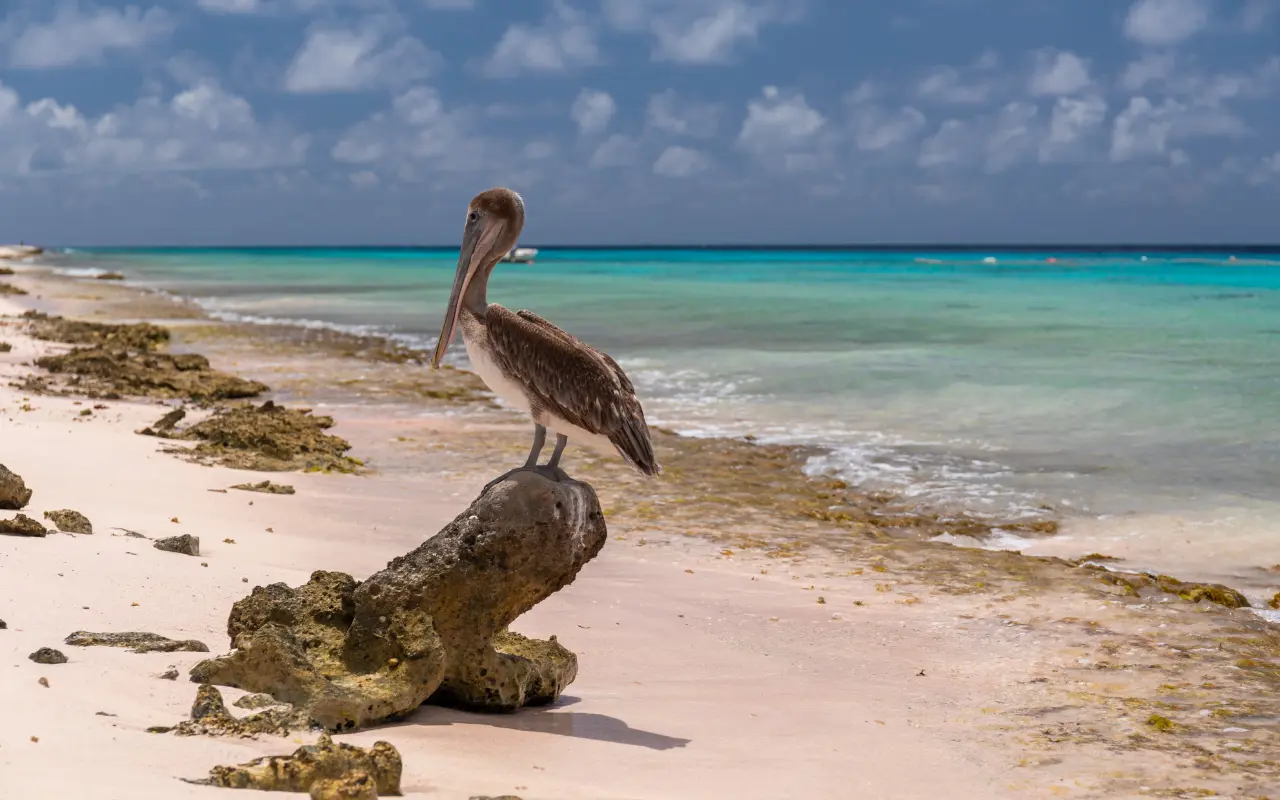 Complete Guide to Traveling to Aruba: Essential Tips