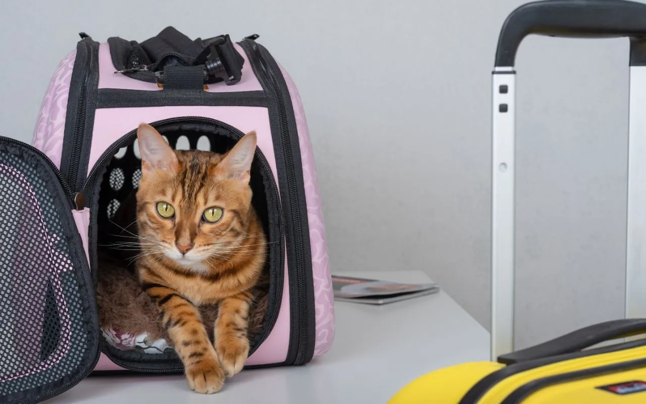Viajar con Mascotas: La Guía Definitiva para Aventuras Pet-Friendly