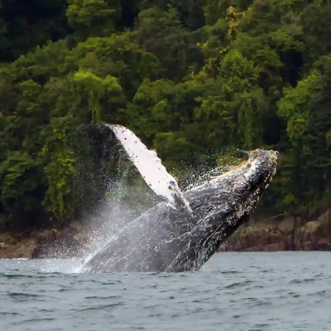 Paraíso escondido entre selva y mar