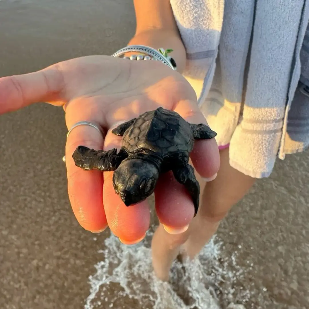 Vive el avistamiento de ballenas y la magia del Pacífico